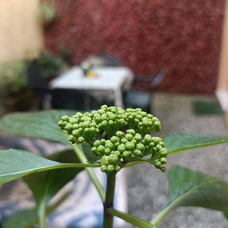 Apartamento Il Giardino Segreto Lucca Exterior foto